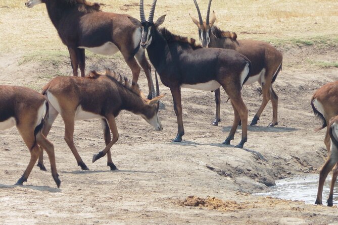 Morning or Afternoon Game Drive in Zambezi National Park Victoria Falls - Lowest Price Guarantee