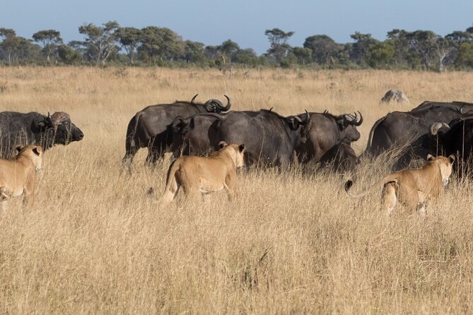 Morning or Afternoon Game Drive in Zambezi National Park Victoria Falls - Availability and Reservation Policy