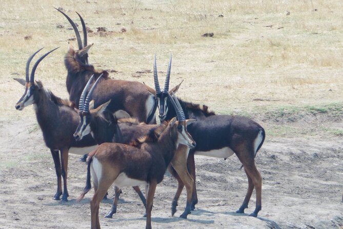 Morning or Afternoon Game Drive in Zambezi National Park Victoria Falls - Morning Game Drive Overview
