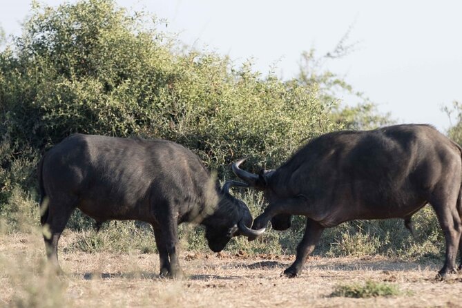 Morning or Afternoon Game Drive in Zambezi National Park Victoria Falls - Afternoon Game Drive Overview