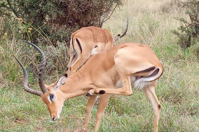 Morning or Evening Game Drive - Nairobi National Park - Cancellation Policy Guidelines