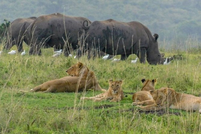 Morning or Evening Game Drive - Nairobi National Park - Customer Reviews and Ratings