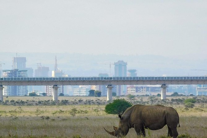 Morning or Evening Game Drive - Nairobi National Park - Helpful Tips and Recommendations