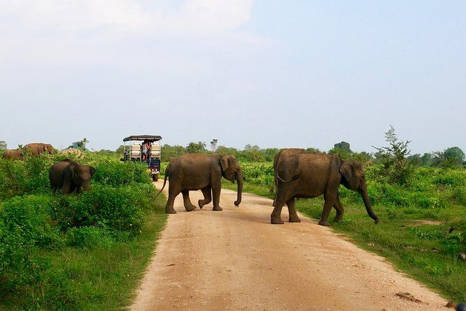 Morning Private Safari at Udawalawa National Park by Yala La Safari Tours - Practical Tips for Your Safari