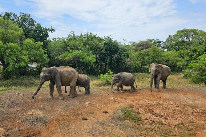 Morning Private Safari at Udawalawa National Park by Yala La Safari Tours - The Sum Up