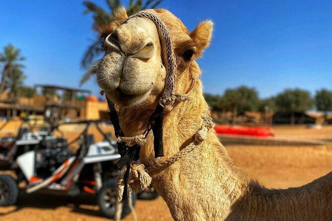 Morning Red Dune Desert Safari With Sandboarding, Camelride & More - Sandboarding Thrills