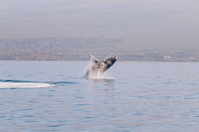 Morning Sail With the Whales Maalaea - Admission Ticket: Free