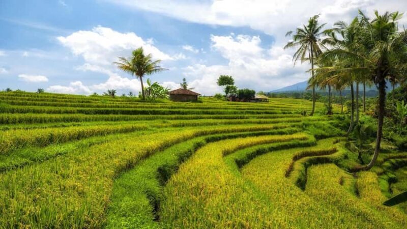 Morning Sidemen Rice Paddies Trekking  Balinese Massage - Authenticity and Cultural Connection