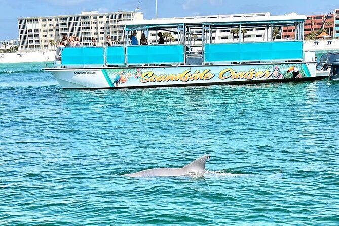 Morning Snorkel & Dolphin Adventure - What to Expect from the Tour