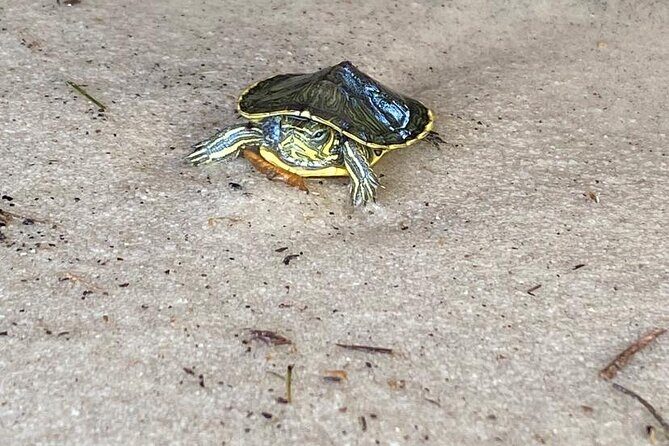 Morning Snorkel & Dolphin Adventure - FAQs