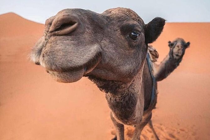 Morning Thrilling Dune Bashing , Send Boarding & Camel Ride - Common Questions