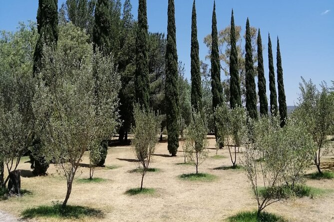 Morning Tour and Olive Product Tasting - Overview of the Morning Tour