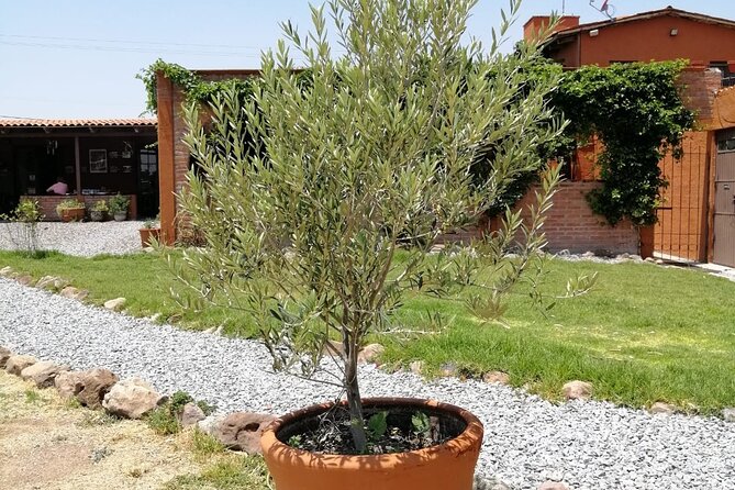 Morning Tour and Olive Product Tasting - Olive Oil Production and Tasting