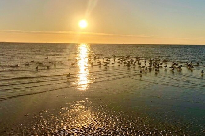 Mornington Peninsula Sightseeing Private Full Day Tour From Melbourne 2-6 Guests - Positive Reviews and Feedback From Travelers
