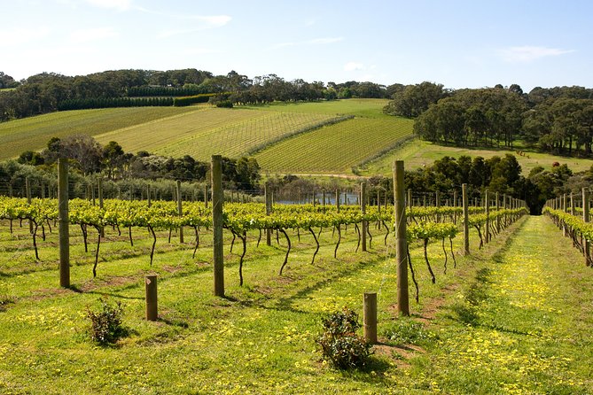 Mornington Peninsula Small-Group Wine Tour With Lunch - Scenic Tour Experience