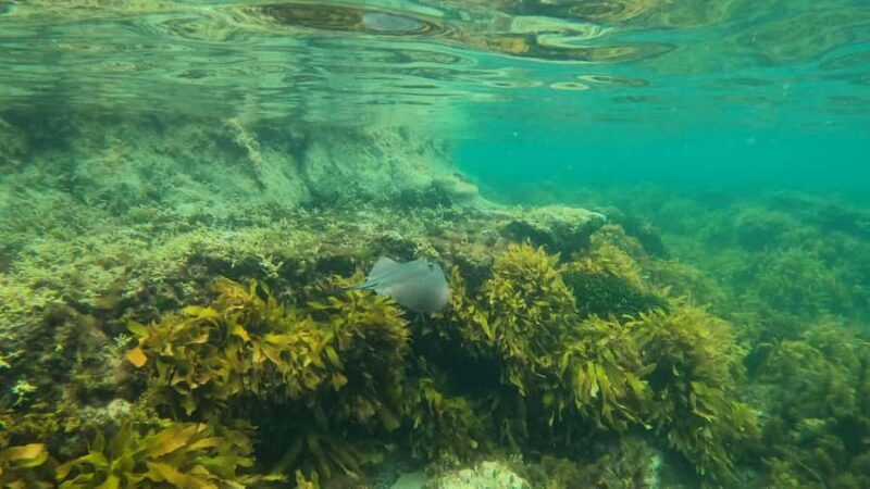 Mornington Peninsula: SUP & Snorkel Safari Tour incl Brunch - Good To Know
