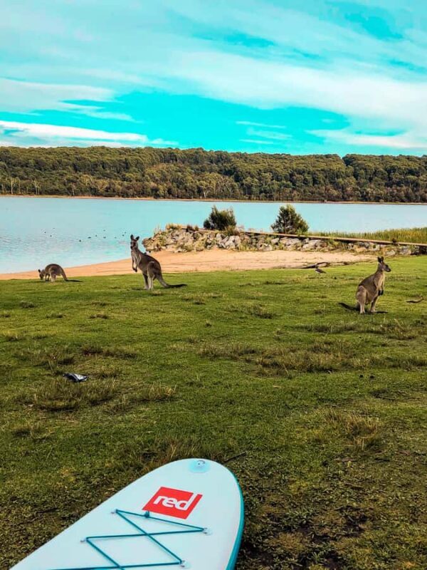 Mornington Peninsula: SUP & Snorkel Safari Tour incl Brunch - Practicalities and Group Atmosphere