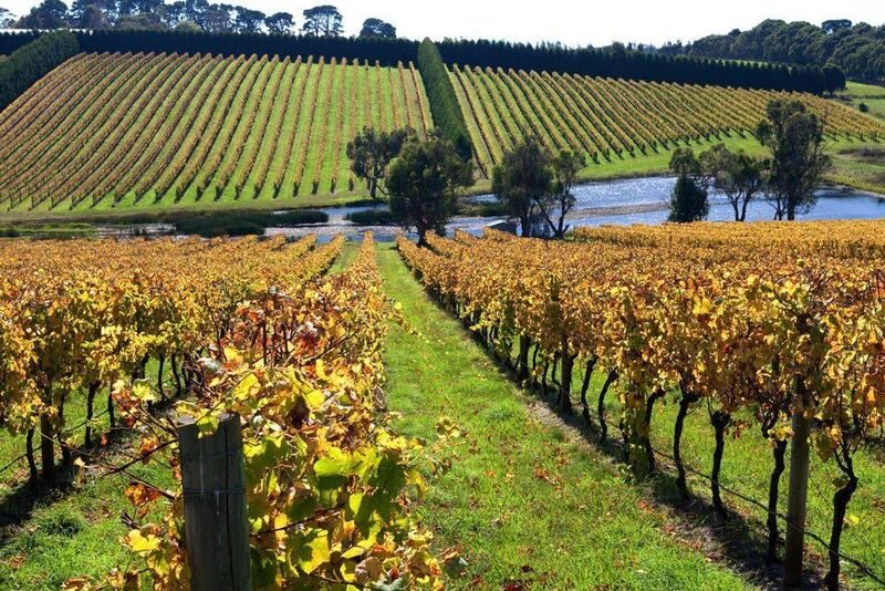 Mornington Peninsula Wine and Hot Springs Tour - Arthurs Seat: a short walk for a broad view
