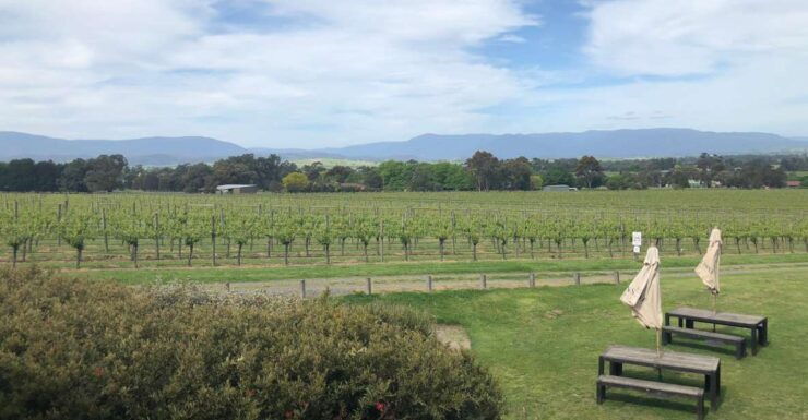 Mornington Peninsula Winery Bus Tour With Lunch & Wine - Experience Highlights