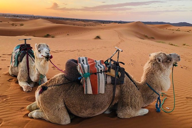 Morocco: Full Country Trip 8 Days 7 Nights (Private Tour + 24h Customer Service) - Price and Booking Information