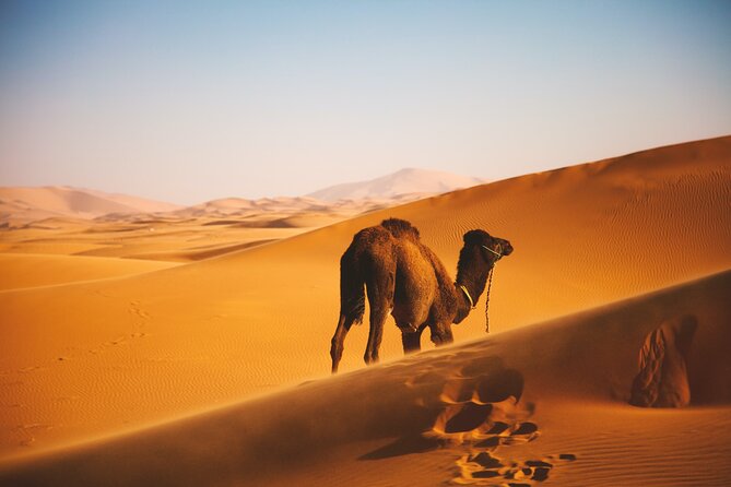 Morocco Round Trip 5 Days With Jeep and Camel - Meals and Dining Experience