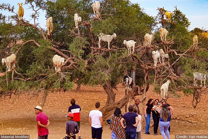 Morocco: See & Experience It ALL in 12 Days, 1st Class Custom Tours - Experience the Coastal Charm of Essaouira