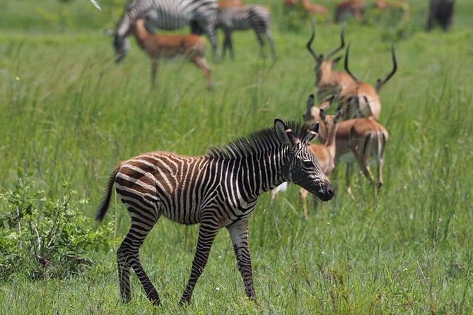 Morogogo-Mikumi National Park Day Trip - Good To Know