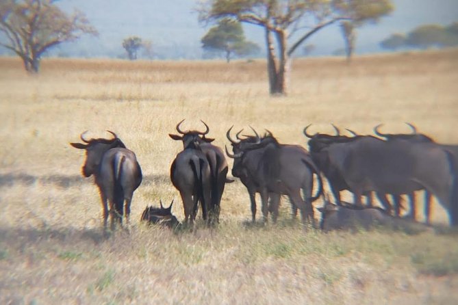 Morogogo-Mikumi National Park Day Trip - Private Full-Day Trip Details