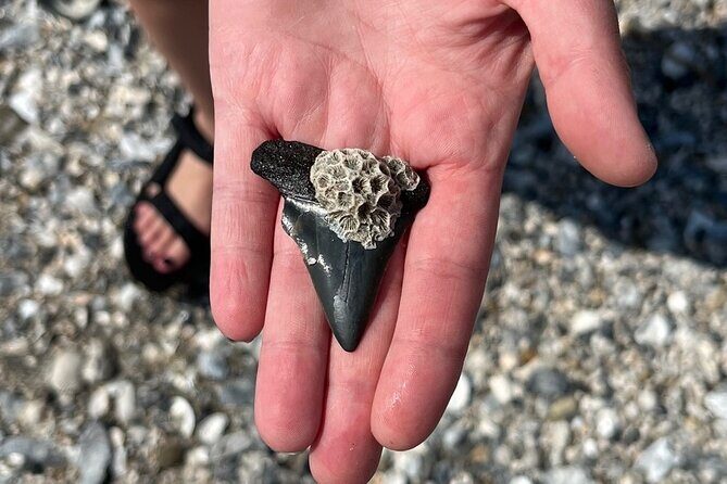 Morris Island Dolphin Cruise and Shelling Trip - Who Will Love This Experience?