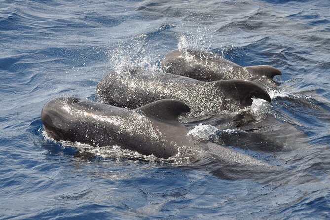 Morro Jable: 2 Hours Magic Dolphin & Whale Watching With Drinks & Swim Stop. - Cancellation Policy