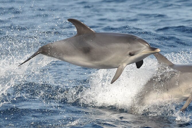 Morro Jable: 2 Hours Magic Dolphin & Whale Watching With Drinks & Swim Stop. - Traveler Experiences