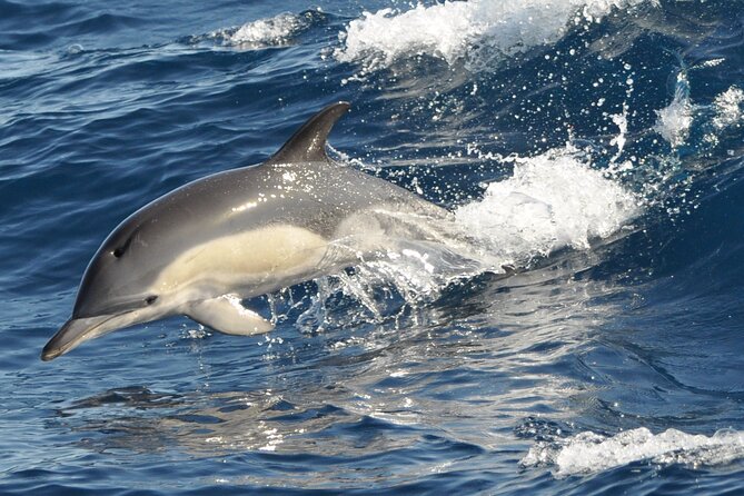 Morro Jable: 2 Hours Magic Dolphin & Whale Watching With Drinks & Swim Stop. - Reviews and Ratings