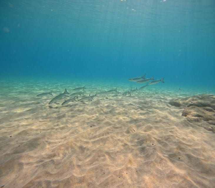 Morro Jable: Discover Scuba Diving Experience for Beginners - Dive Details