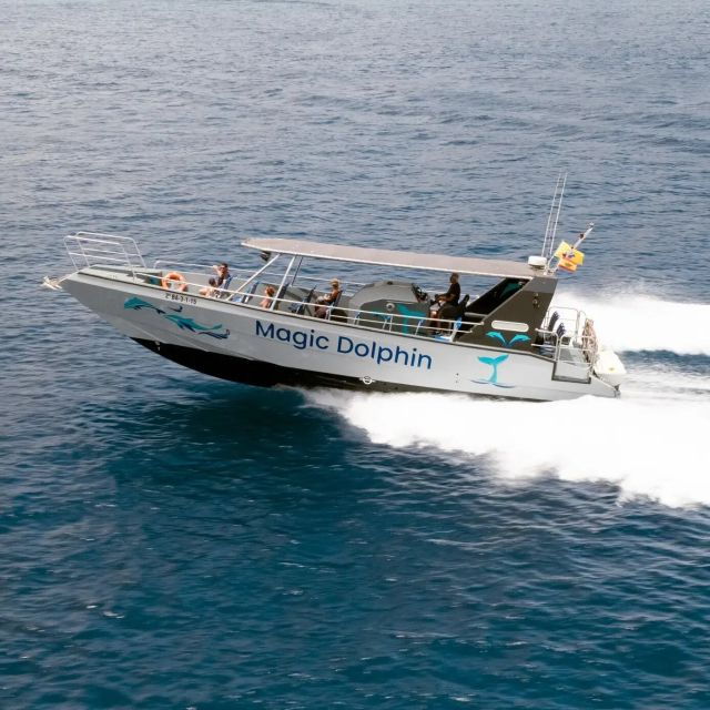 Morro Jable: Dolphin & Whale Watching Cruise, Drinks & Swim - Good To Know