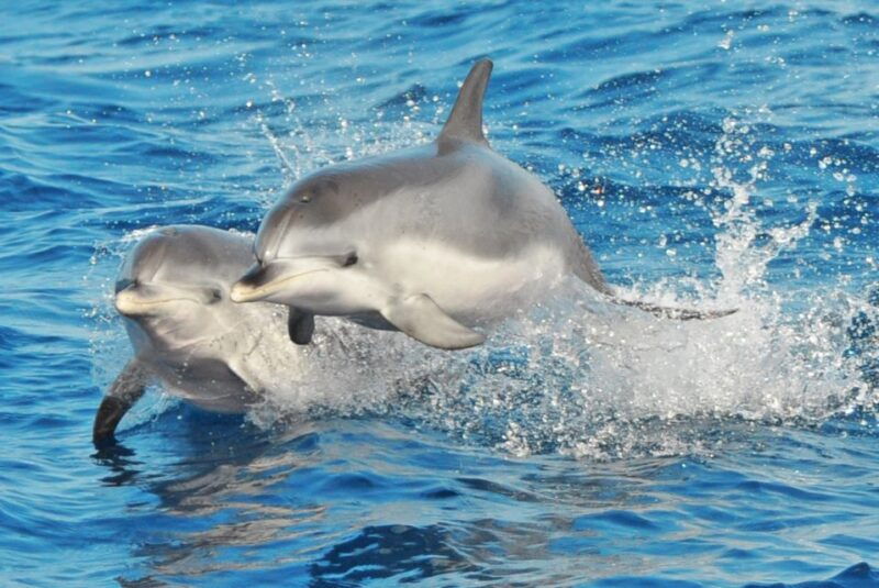 Morro Jable: Dolphin & Whale Watching Cruise, Drinks & Swim - Experience Details