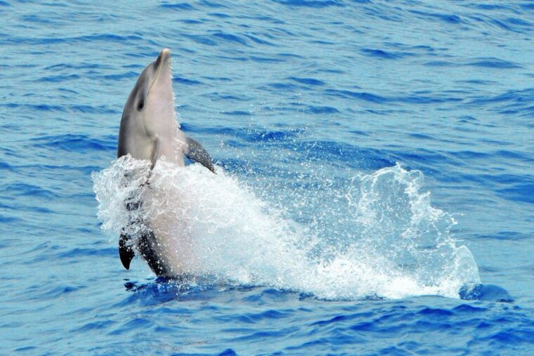 Morro Jable: Dolphin & Whale Watching Cruise, Drinks & Swim - Customer Feedback