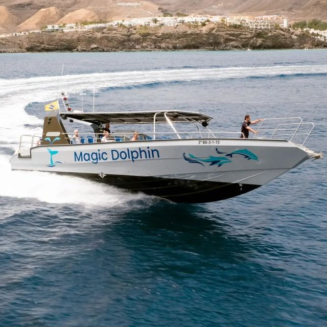 Morro Jable: Dolphin & Whale Watching Cruise, Drinks & Swim - Duration and Schedule
