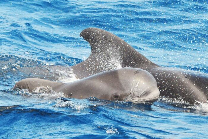 Morro Jable: Dolphin & Whale Watching Cruise, Drinks & Swim - Sustainability and Conservation Efforts