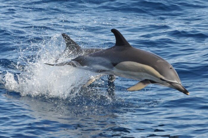 Morro Jable: Dolphin & Whale Watching Cruise, Drinks & Swim - Frequently Asked Questions