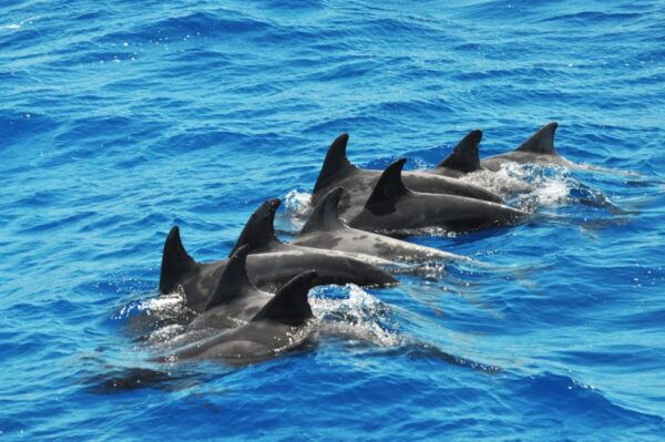 Morro Jable: Dolphin & Whale Watching Cruise, Drinks & Swim - Cancellation Policy