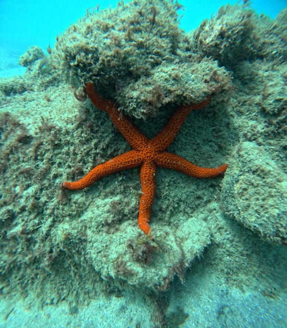 Morro Jable: Snorkeling Adventure - Snorkeling Equipment Provided