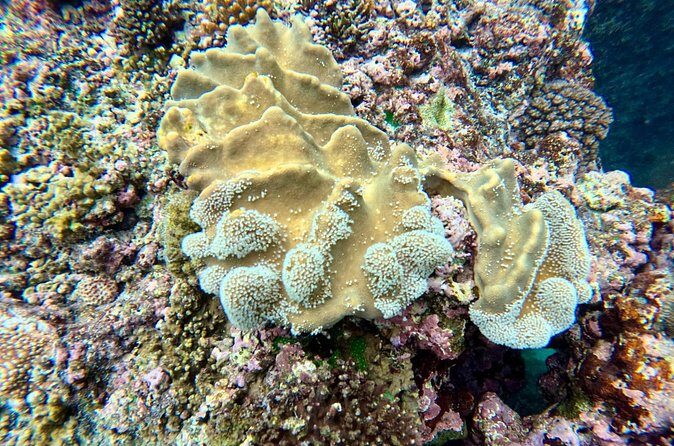 Moso Blue Cave Day Tour - The Experience on the Water