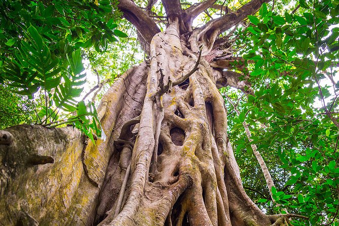 Mossman Gorge Adventure Day - Pricing and Terms