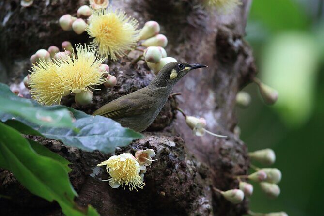 Mossman Gorge Daintree Experience Small Groups - Why This Tour Offers Good Value