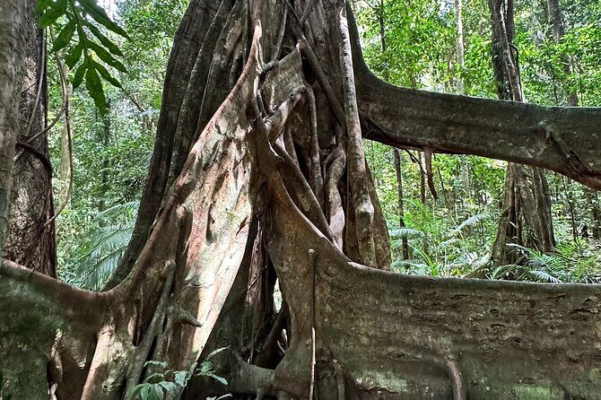 Mossman Gorge Daintree Experience Small Groups - Final Thoughts