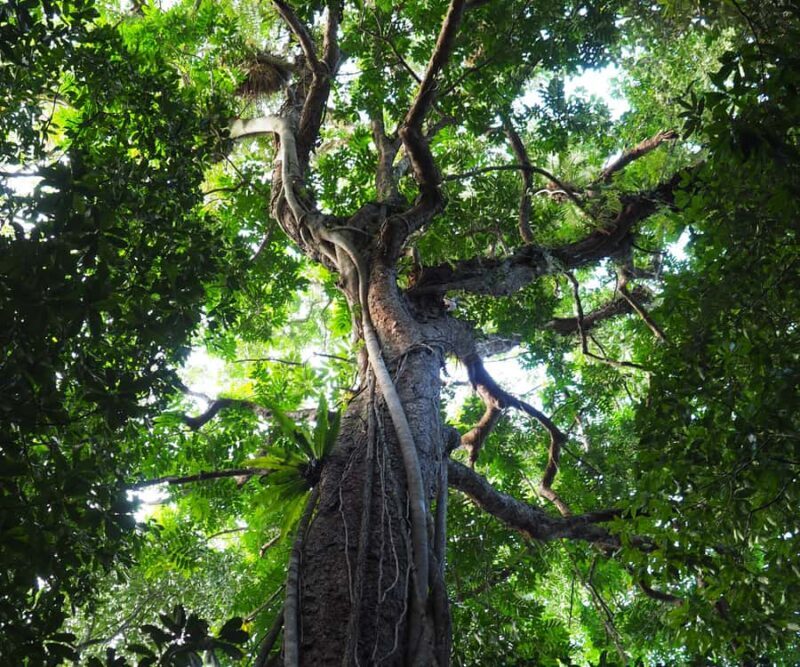 Mossman Gorge: Day Tour with River Drift Experience - FAQ