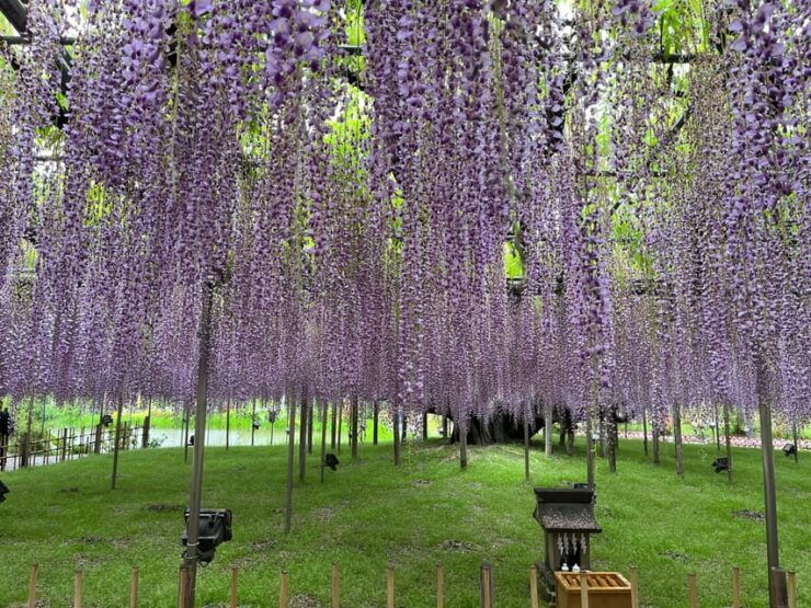 Most Beautiful Great Wisteria in the World - Good To Know