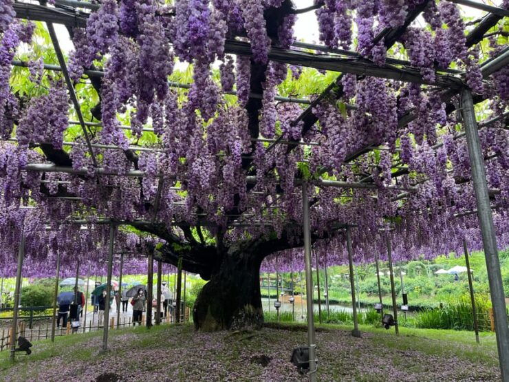 Most Beautiful Great Wisteria in the World - Famous Wisteria Locations