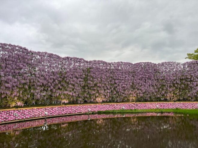 Most Beautiful Great Wisteria in the World - Ashikaga Flower Park Features