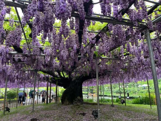 Most Beautiful Great Wisteria in the World - Wisteria Blooming Season
